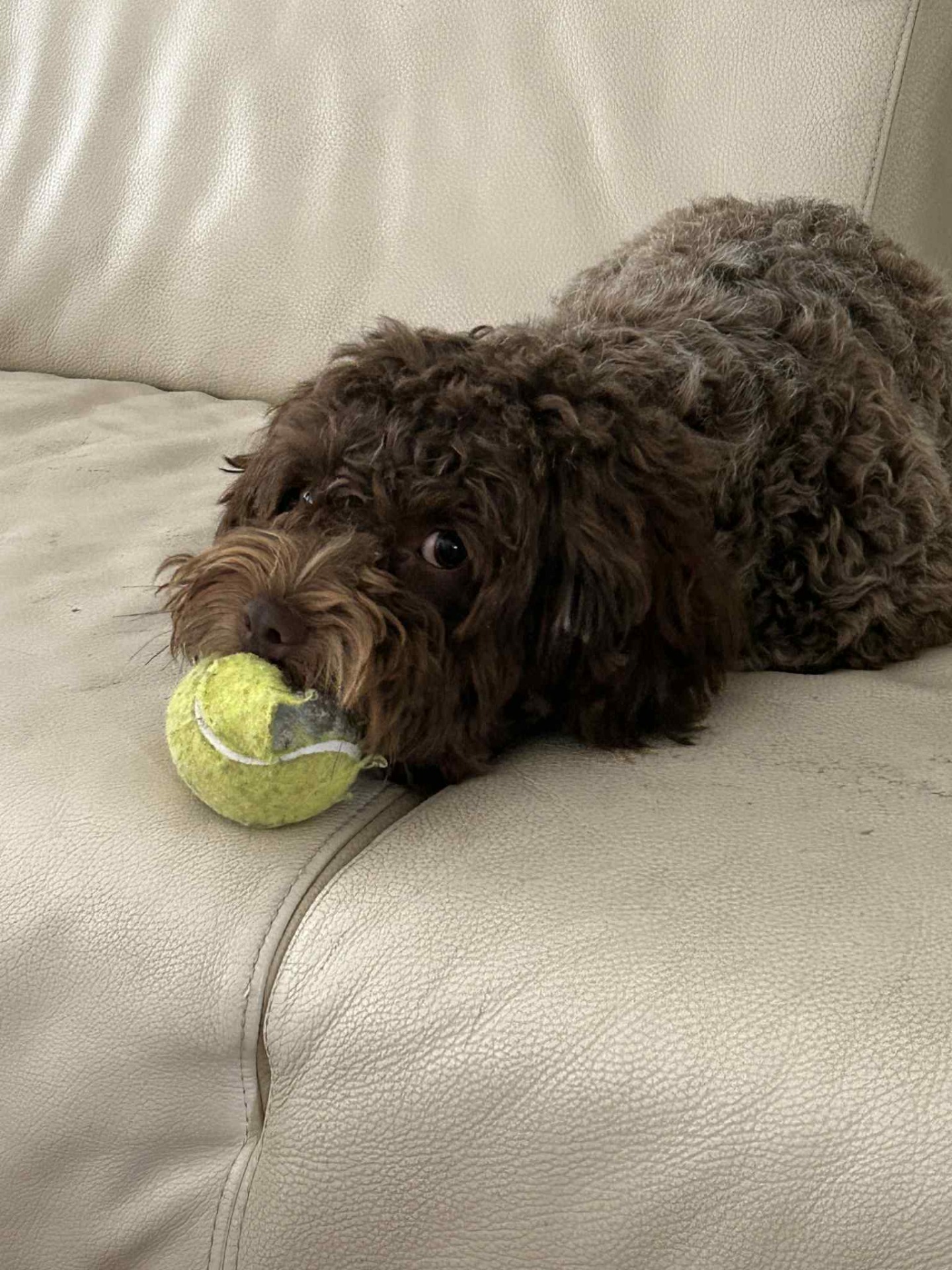 Marley